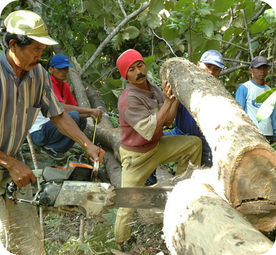 Gotong royong membelah kayu