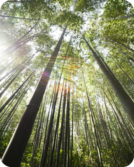Hutan bambu dilihat dari bawah