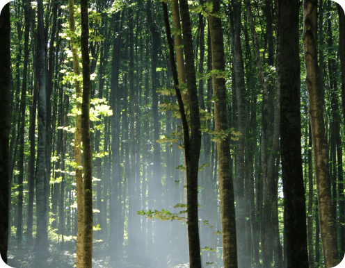 Hutan rimbun dengan sinar matahari