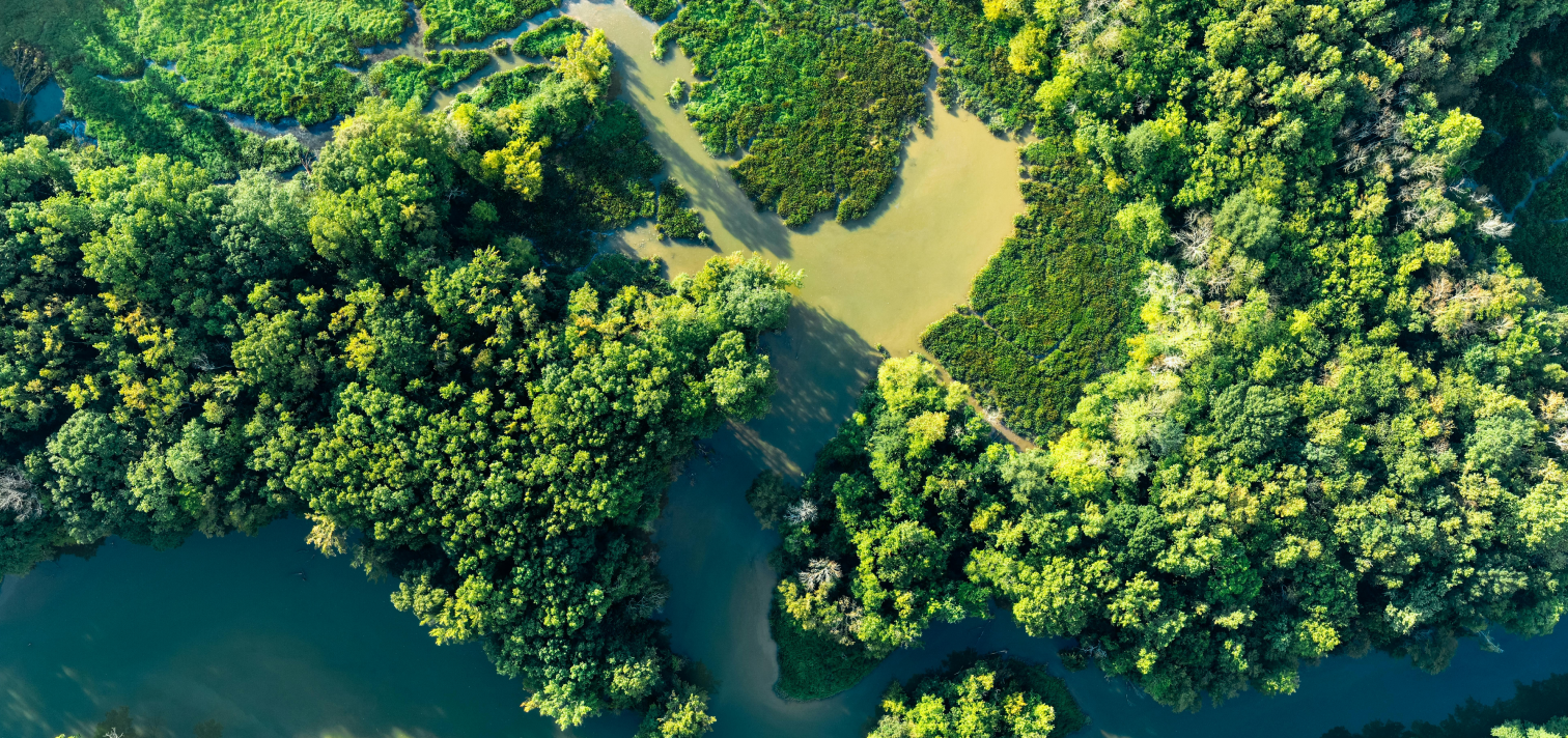 Kanopi hutan hijau dilihat dari atas
