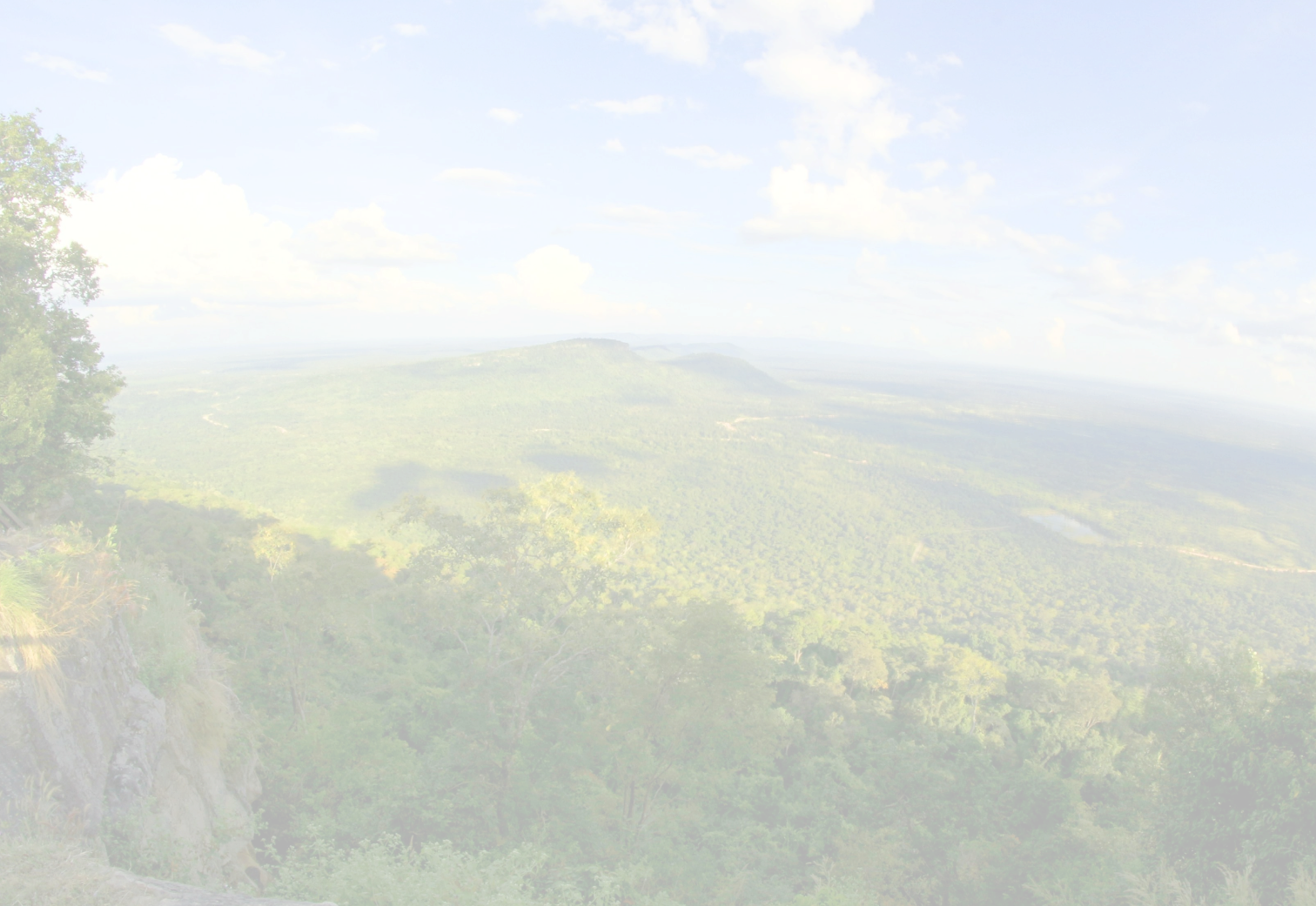 Latar belakang kanopi hutan