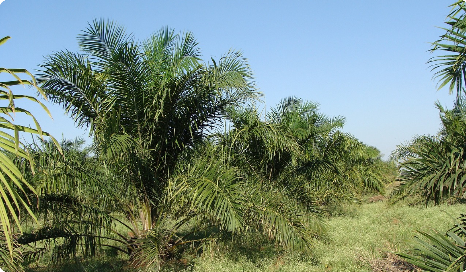 Perkebunan kelapa sawit